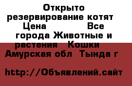 Открыто резервирование котят › Цена ­ 15 000 - Все города Животные и растения » Кошки   . Амурская обл.,Тында г.